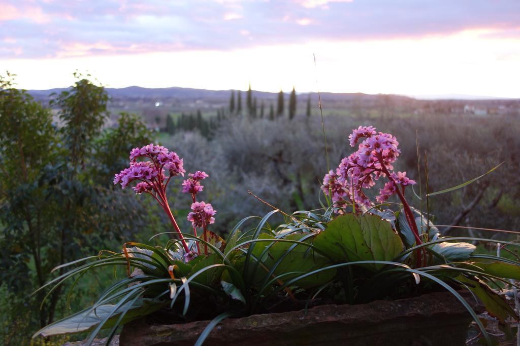 Bed and Breakfast Bella Di Ceciliano Arezzo Zewnętrze zdjęcie